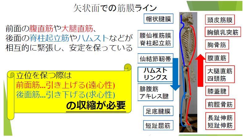 大阪会場）【ナイトセミナー】第2期 基本動作の評価・動作分析と運動療法への展開 ～第3回 起立－着座動作編～ ｜医療 看護  介護のセミナー・研修情報サイト メデュケーション