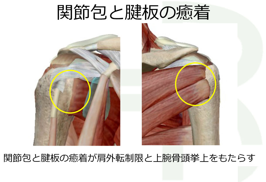 全身の関節疾患の治療法を学ぶためのセミナーシリーズ＜肩関節編＞浜松会場 ｜医療 看護 介護のセミナー・研修情報サイト メデュケーション